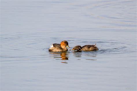 PhotoReflections - North Cave Wetlands