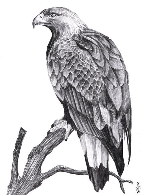 eagle drawing - Google Search Pencil Drawings Of Animals, Animal Sketches, Bird Drawings, Art ...