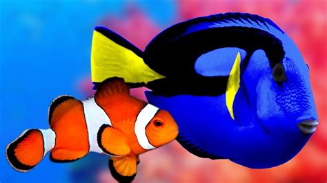 Dory & Nemo in Real Life Aquarium & The Best Relax Music - Sleep & Relax... | Peceras, Vida ...