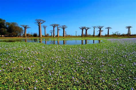 The Vanilla Islands of the Indian Ocean | Madagascar