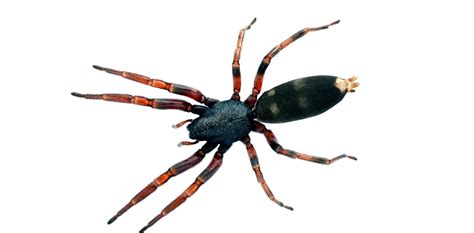 Spider Species | Auckland | Dan's Property Services Ltd