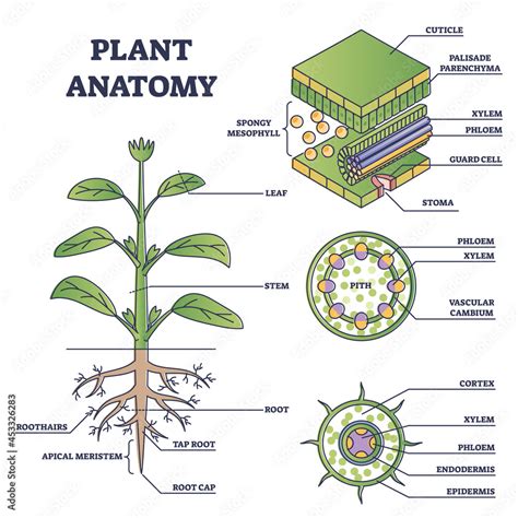 Plant anatomy with structure and internal side view parts outline diagram. Educational labeled ...