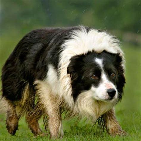 sheepdog and collie mix | Water Sky | Collie mix, Sporting dogs, Border ...