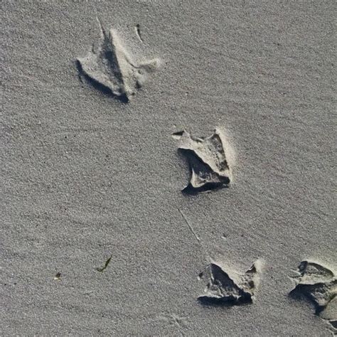 Sea Gull? Foot Prints. #seagull by Beth Sawickie