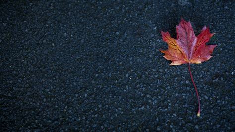 Download wallpaper 2560x1440 leaf, maple, autumn widescreen 16:9 hd ...