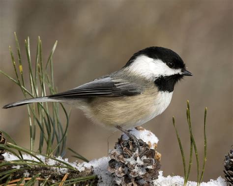 Black-capped Chickadee | Chickadee, Beautiful birds, Pet birds