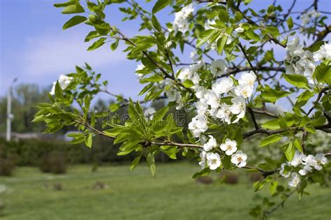 Spring White Flowers of an Apple-tree in a Park Close-up. Stock Photo - Image of nature ...