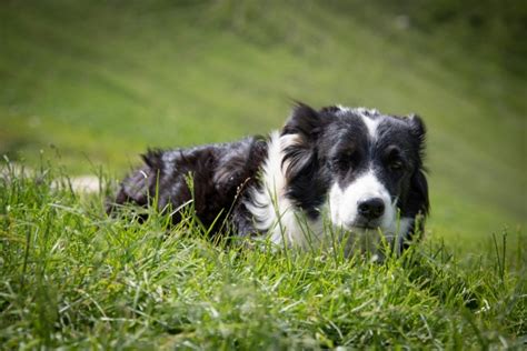 Dog, Border Collie, Sheepdog Free Stock Photo - Public Domain Pictures