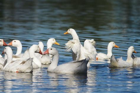 White Geese And Ducks Swimming On Blue Water In Summer Stock Image - Image of mother, hang: 75683141