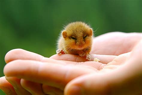 dormouse « Lewis Carroll Society of North America