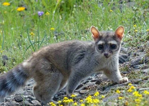 Conoce el hermoso CACOMIXTLE el “medio-felino” mexicano. (con imágenes) | Felino, Animales ...