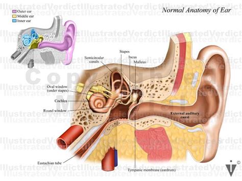 Stock Ear: Normal Anatomy — Illustrated Verdict