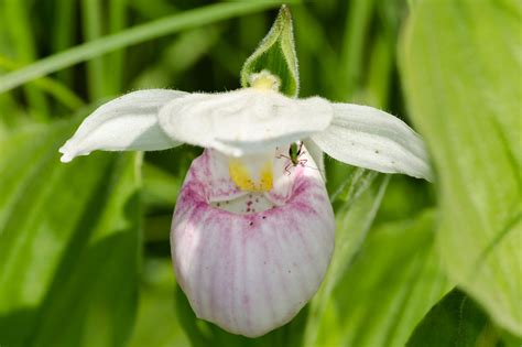 minnesota state flower drawing - Authorised Diary Photo Exhibition