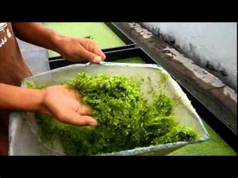 Duckweed Harvesting & Fish Feeding - Autopot Aquaponics | Backyard aquaponics, Aquaponics fish ...