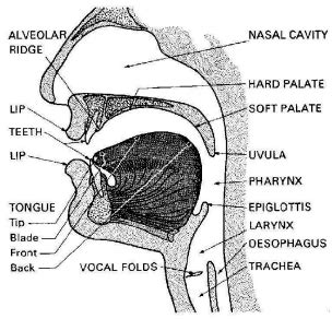 Vocal Tract Anatomy