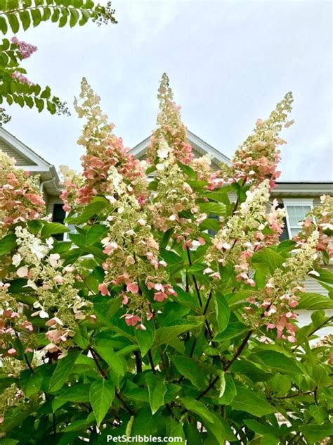 Pinky Winky Hydrangea Care — Your Ultimate Guide - Garden Sanity by Pet Scribbles