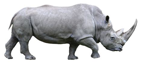 Rhino PNG