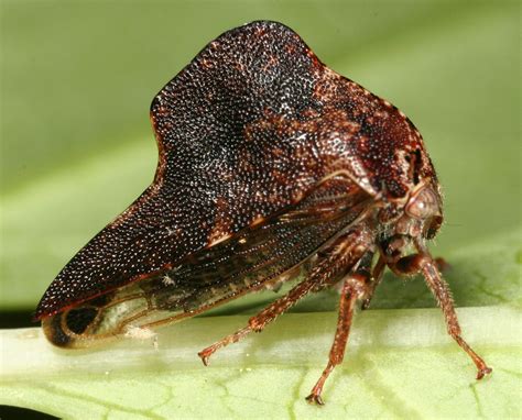 Treehoppers: Aetalionidae, Melizoderidae, and Membracidae (Hemiptera) | Buffalo wallpaper, Macro ...