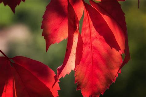 Comment expliquer le changement de couleur des feuilles à l'automne ? - Housekeeping Magazine ...