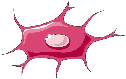 Osteocyte Labeled