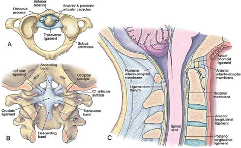 Transverse Ligament Test