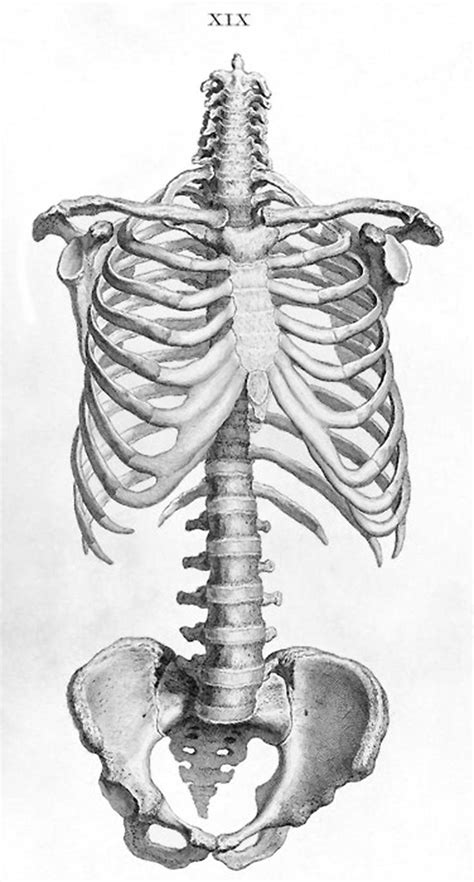 Human skeleton torso ribcage and pelvis anatomy drawing from William Cheselden’s Osteographia ...
