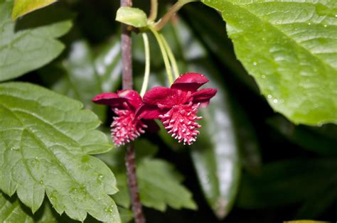 Plant Class: Schisandra rubriflora