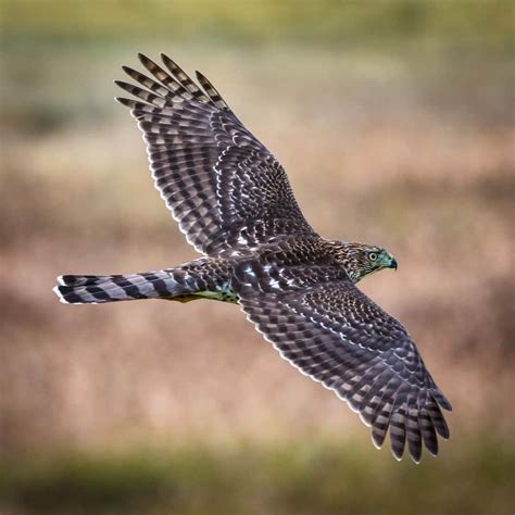 Cooper's Hawk Pictures - AZ Animals