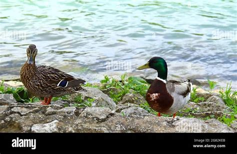 Mallard drake in mating plumage Stock Videos & Footage - HD and 4K Video Clips - Alamy