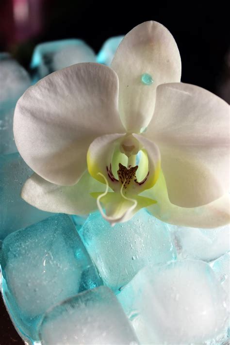 Can You Water Orchids Using Ice Cubes? - Petal Republic