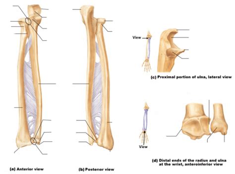 Styloid Process Ulna