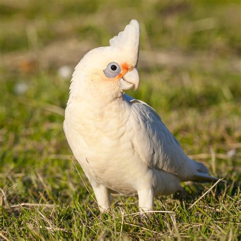 Small cockatoo breeds - Dertune