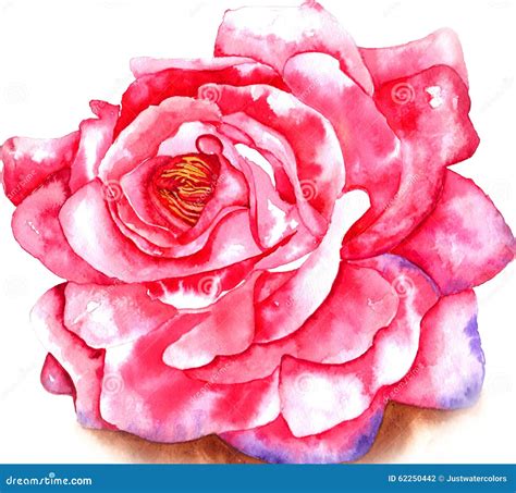 Rose Watercolor Stock Illustration - Image: 62250442