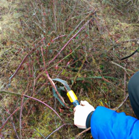 How Big Does a Blueberry Bush Get? A Guide to Growing and Pruning ...