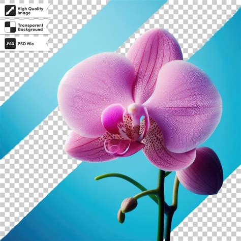 Premium PSD | Psd orchid flower on transparent background