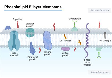 Phospholipid Bilayer- Structure, Types, Properties, Functions