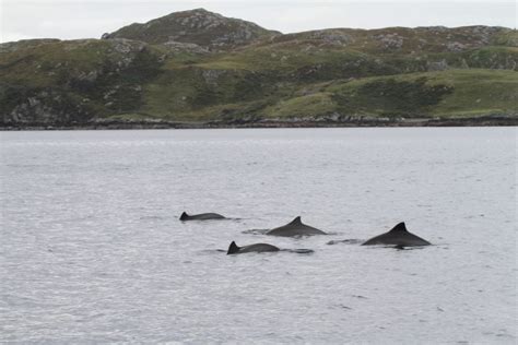 Harbour porpoise - Whale & Dolphin Conservation USA