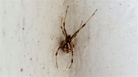 Are There Brown Recluse Spiders in Southern California? | Information and Control Guide - peSTopped