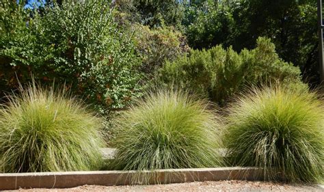 How To Grow Grass In California | Storables