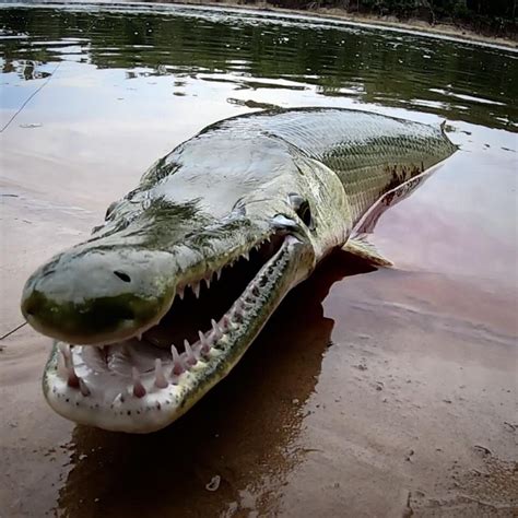 Caught A few Brazos River Alligator Gar - 2CoolFishing