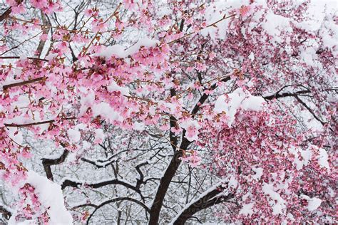 "Snow Covered Cherry Blossoms." by Stocksy Contributor "Kristin Duvall" - Stocksy