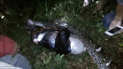 Indonesia: Village finds missing man swallowed whole in python - Citi ...