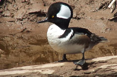 A Hooded Merganser in Hendrie Valley Sanctuary