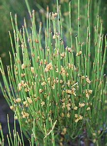 Ephedra (plant) - Wikipedia