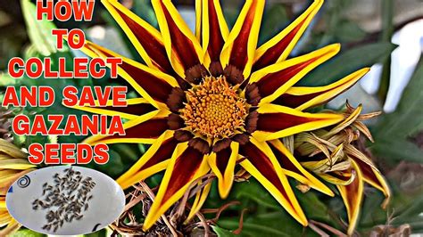 How to collect and save Gazania flower seeds for next season - YouTube