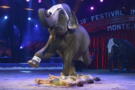 Germany: Escaped circus elephant called Baby kills 65-year-old man