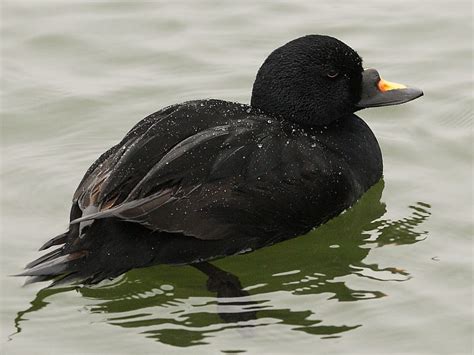 Drake Common Scoter | Wildlife Insight