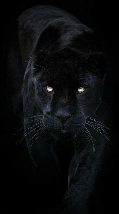 Beautiful Wallpaper Black Jaguar