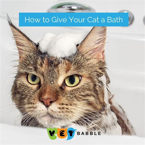 How to Give Your Cat a Bath | Cats, Cute cats, Cat health