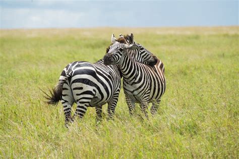 Zebra, Tanzania, Africa stock image. Image of closeup - 86750309